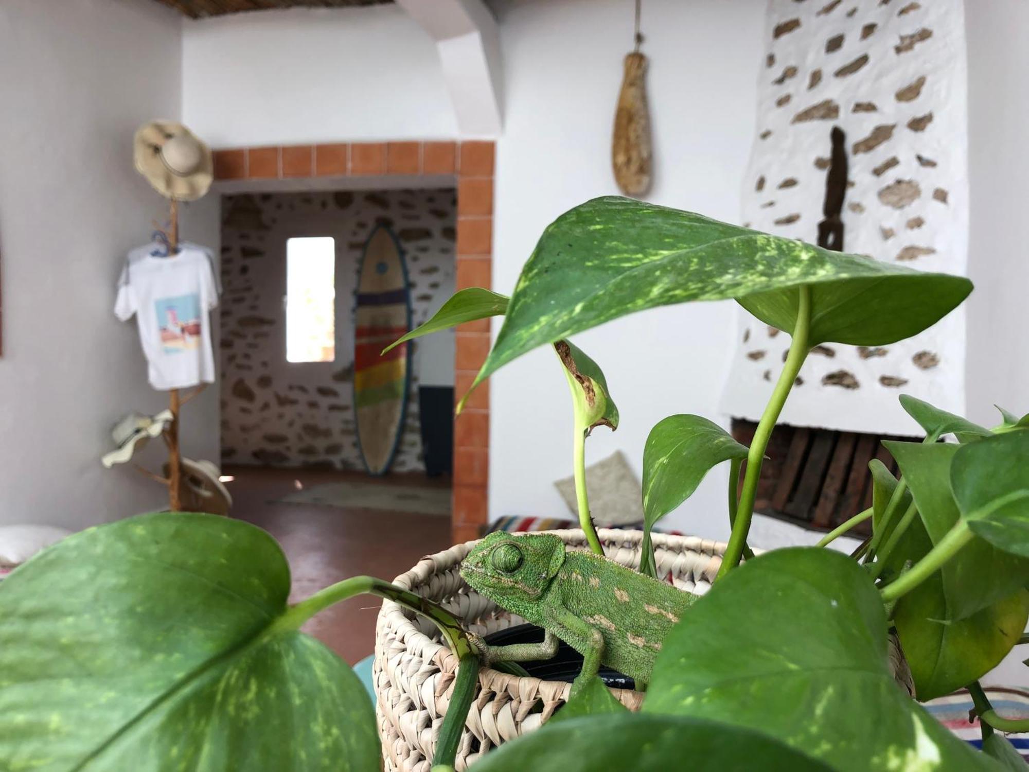 Albergue Surf Housemaroc Esauira Exterior foto